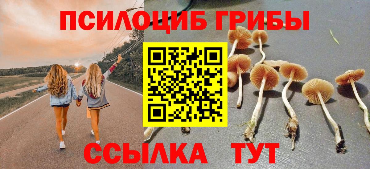 Псилоцибиновые грибы Cubensis Бахчисарай